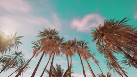 palm trees under a dramatic sky