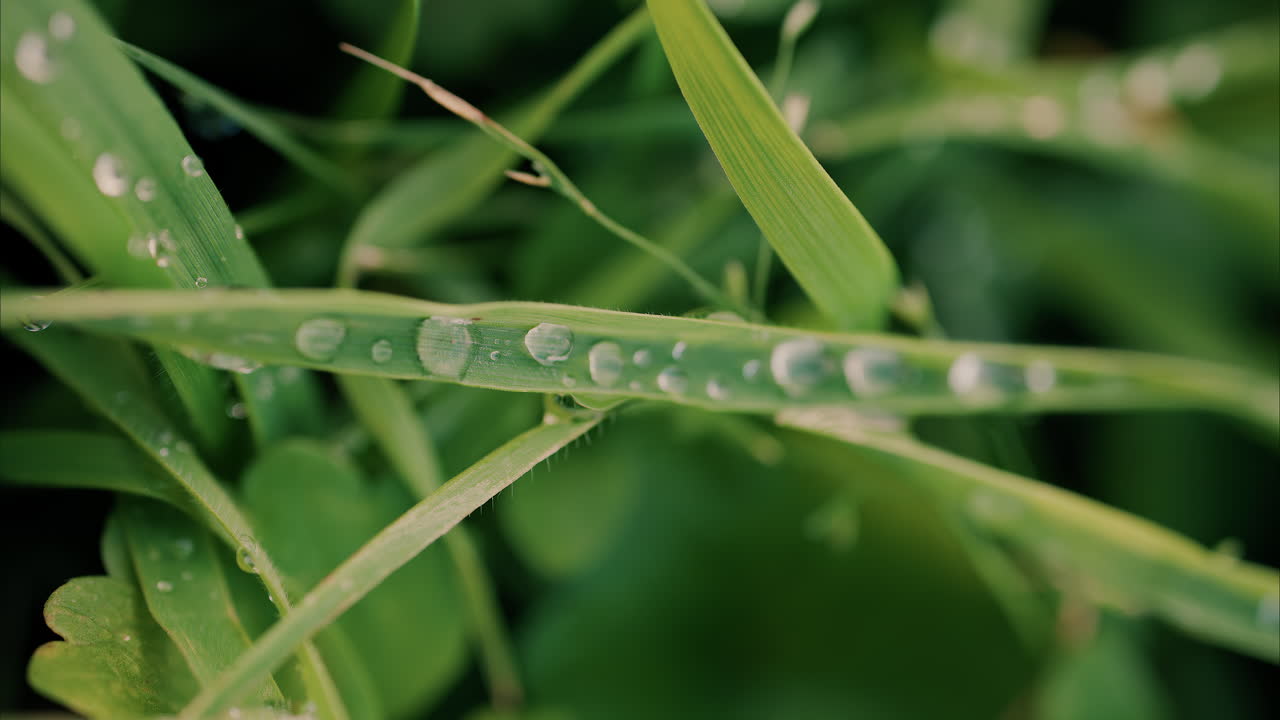 Close up water drops on a green grass leaf blade