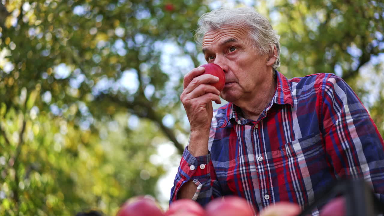 Senior Man Smelling a Red Apple in an Orchard