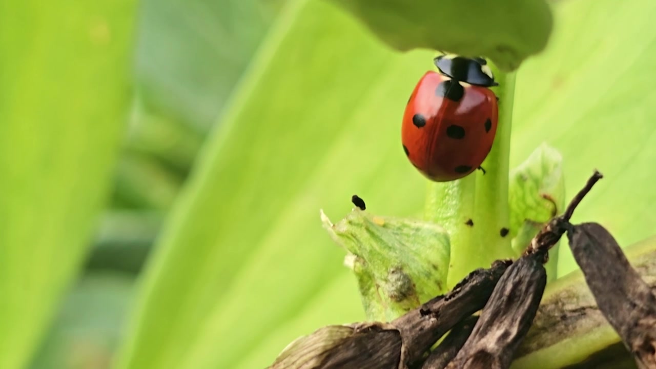 A ladybug climbs a plant stem and passes another insect along the way.