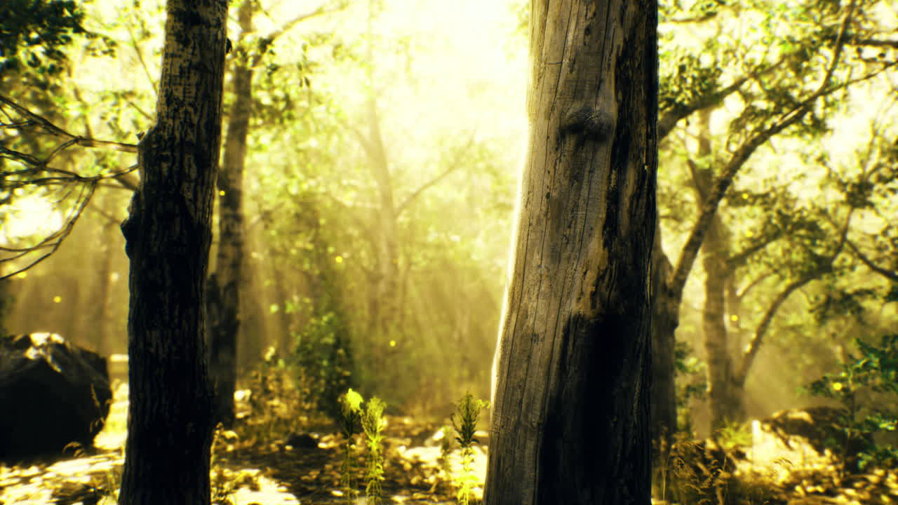 빛은 새벽에 조용한 숲에서 나무를 통해 필터링