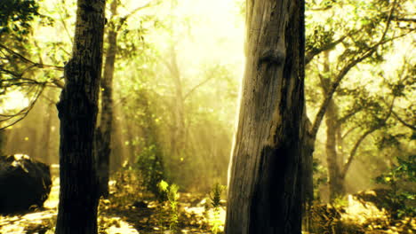 la luz del sol se filtra a través de los árboles en un entorno de bosque sereno al amanecer