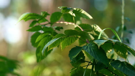 Green-spring-tree-greenery-growth-on-charming-sunshine-nature-background.