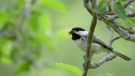 black-capped chickadee with mouthful of caterpillars waiting to bring food into nest