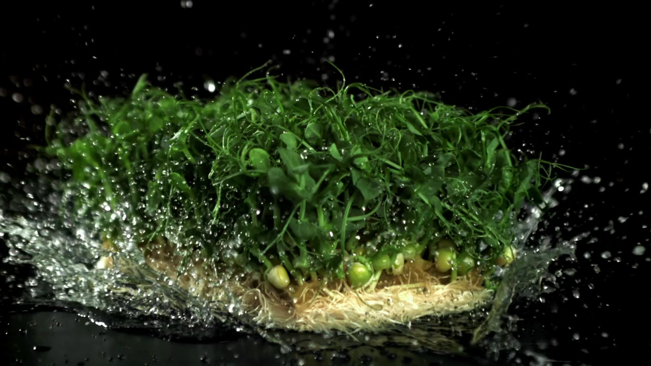Spruzzi d'acqua al rallentatore su microgreens freschi con radici