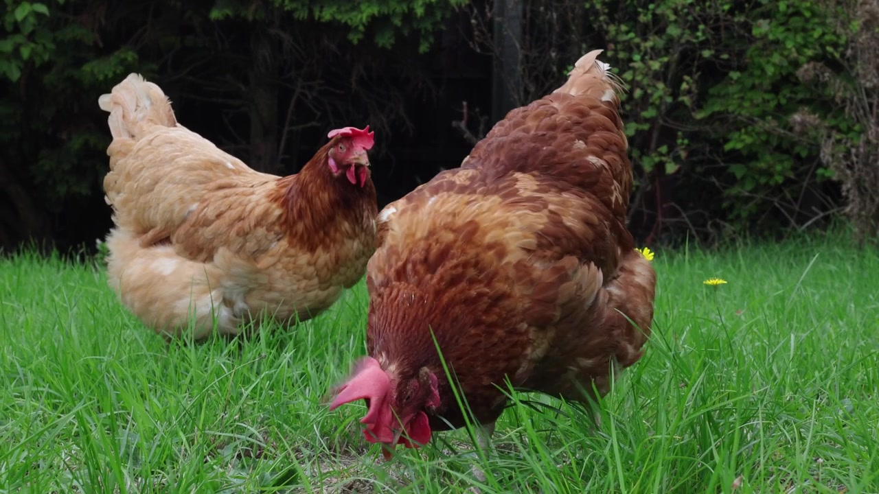 Galline ovaiole riabilitate che razzolano su un prato in giardino, Regno Unito