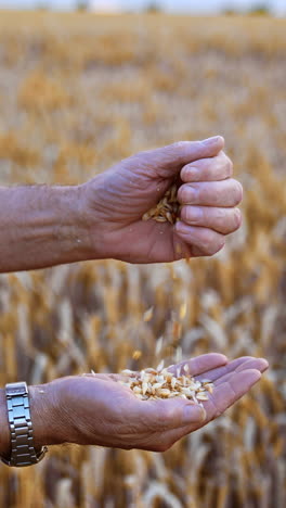 unrecognized man pouring some grain from one hand into another. yellow ripe field of wheat at backdrop in blur. vertical video