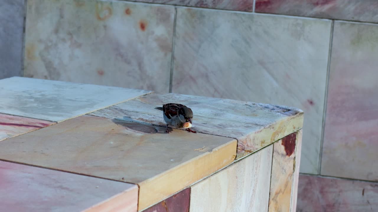 un gorrión sentado en una repisa de mármol, observando los alrededores