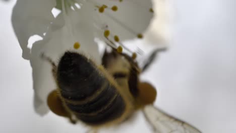 Macro-shot-of-bee-pollinating-white-flower