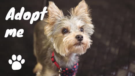 animación de adoptarme texto sobre el icono de la pata y el perro