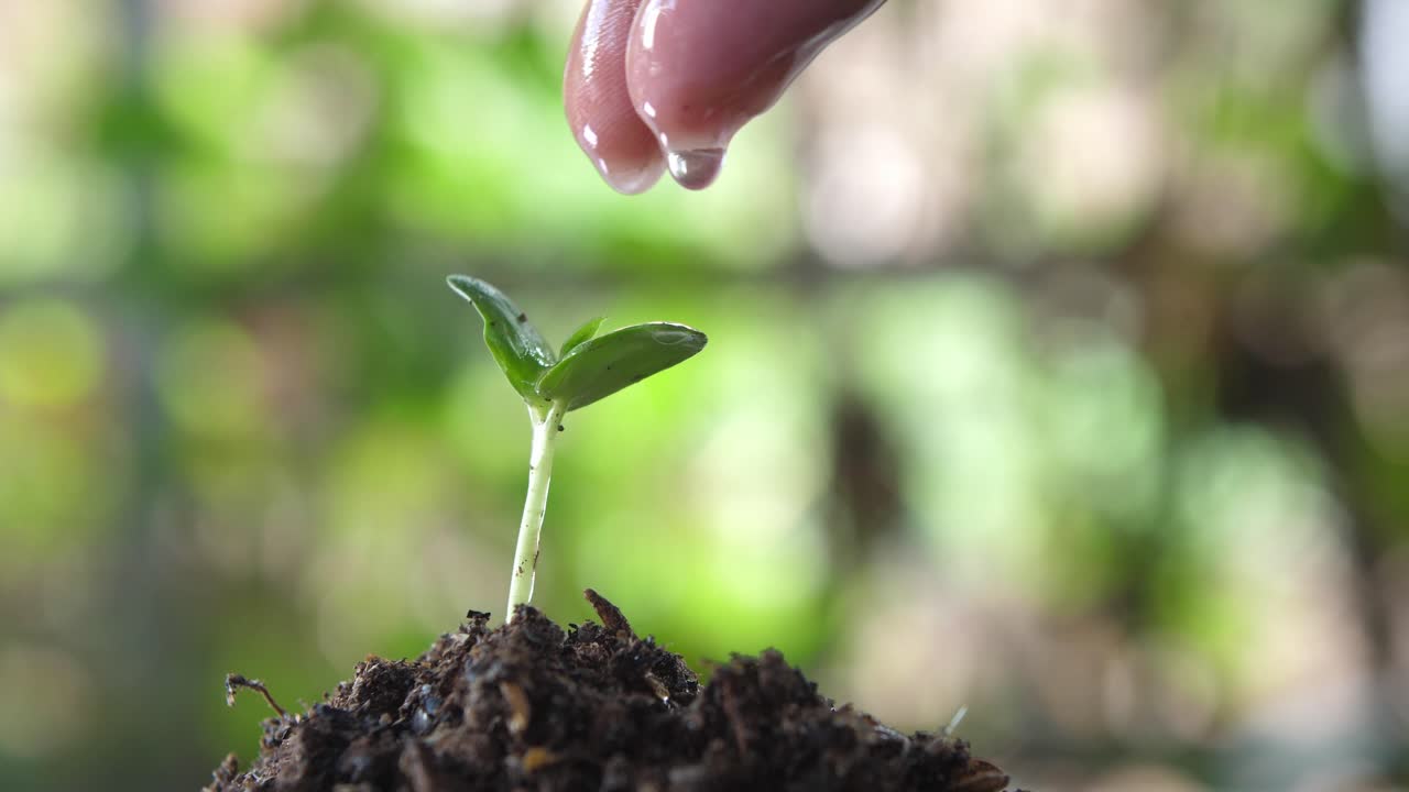 Hand Watering A Young Plant