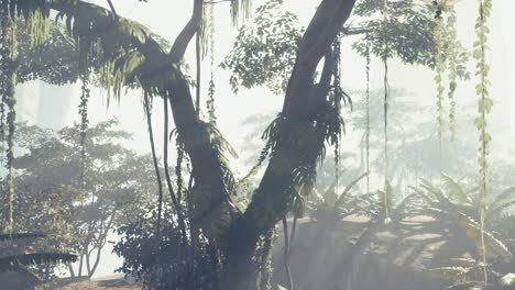 misty jungle rainforest in fog
