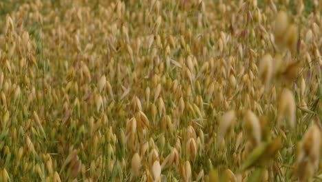 close up of a culm in an oat field on a cloudy day in spring