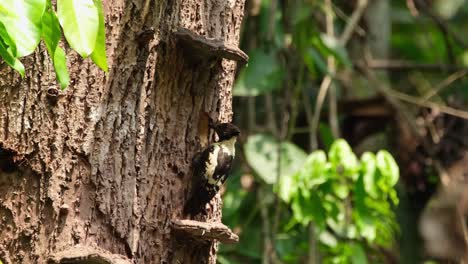 Pájaro-Carpintero-Negro-Y-Beige,-Meiglyptes-Jugularis,-Khao-Yai,-Tailandia