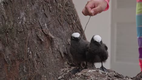 Kid-interacting-with-two-fledgling-Sumatran-laughingtrush,-bird-pecking-the-twig