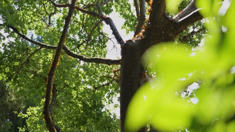 A-shot-of-beautiful-brown-trees-in-a-sunny-day