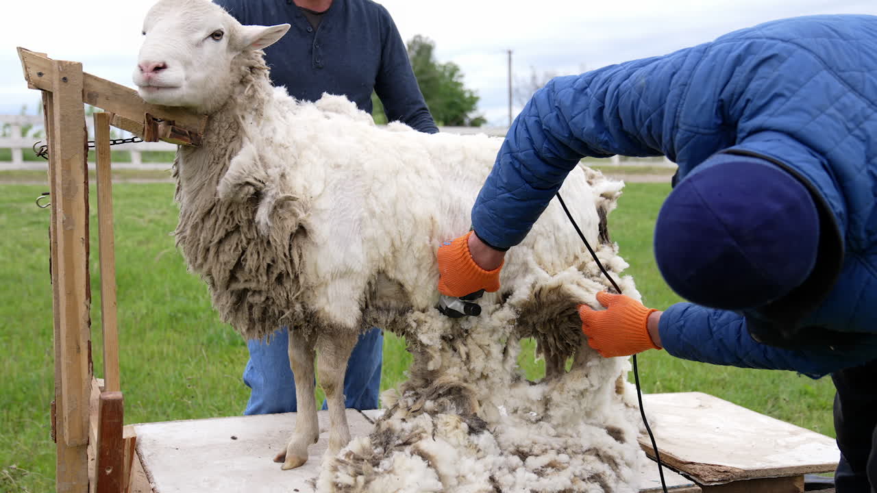 Electric machine cutting sheep's wool. Professional farmer shearing adult sheep for wool production. Agricultural business.