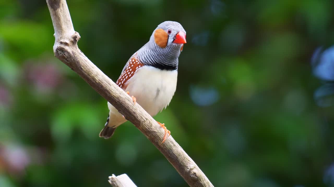 Un diamante mandarino maschio (Taeniopygia guttata) con distintivi ciuffi arancioni sulle guance, appollaiato su un ramo in un ambiente naturale, che si guarda intorno incuriosito, primo piano