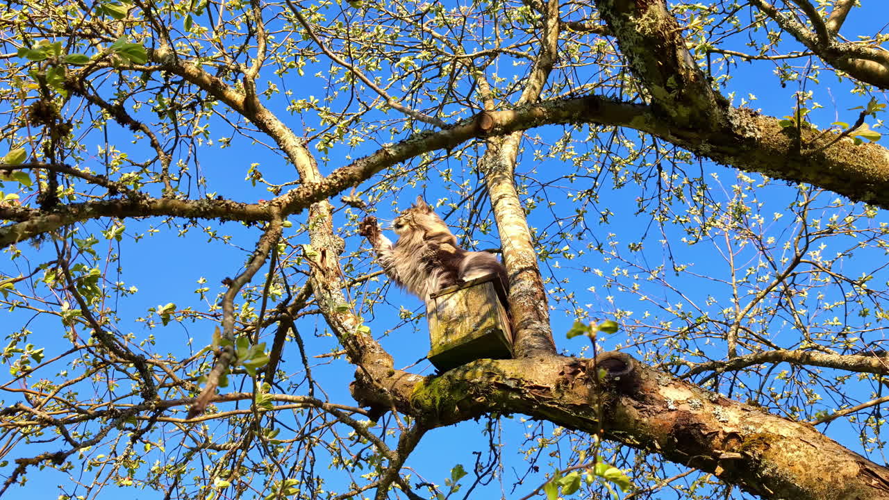 Cat perched on a birdhouse in a tree against a blue sky