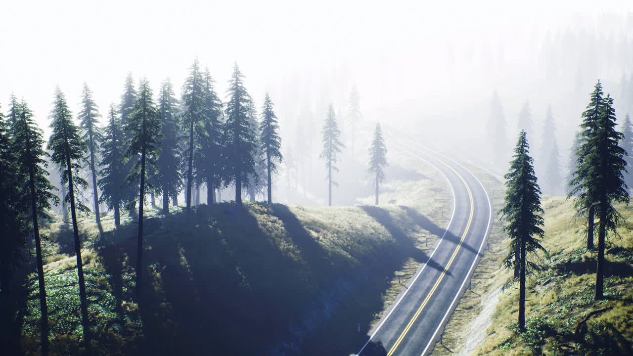 Misty road winding through tall trees in a serene forest landscape