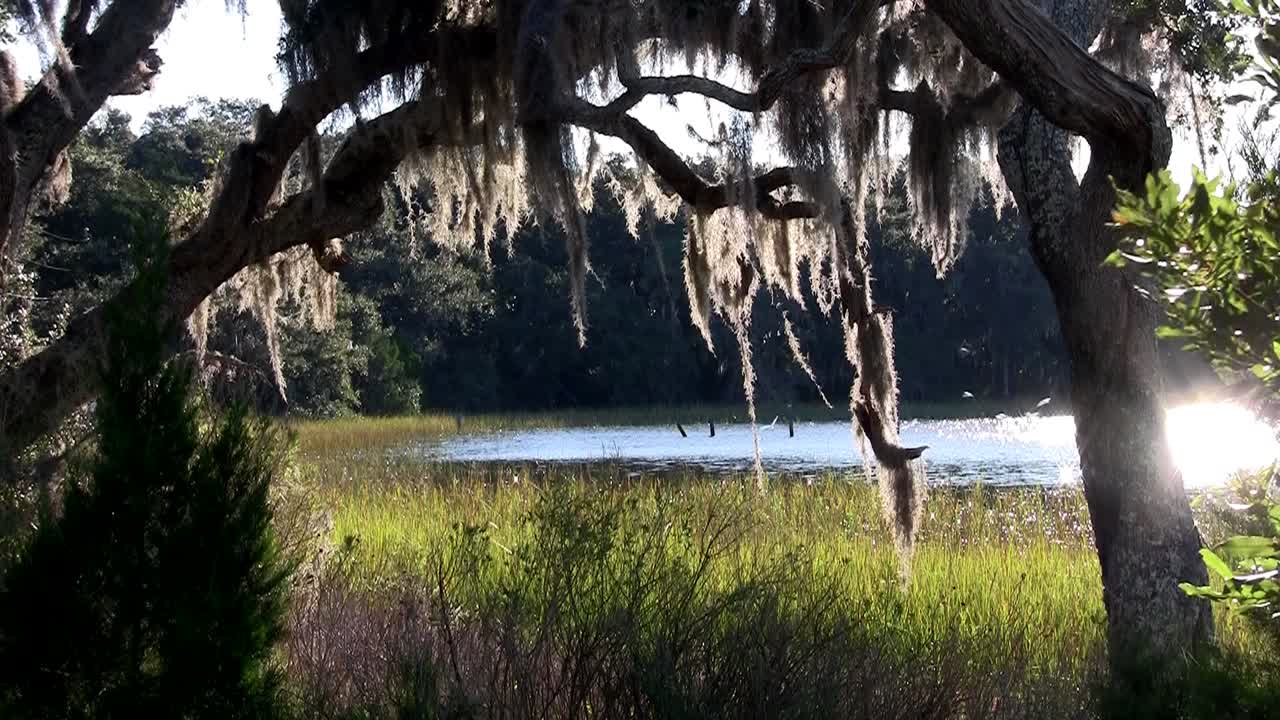 햇빛은 미국 남부의 나무에 매달려 있는 스페인 이끼를 통해 빛난다