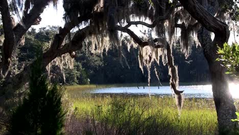 sunlight shines through spanish moss hanging from trees in the southern usa