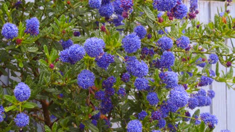 Mid-Cu-Schuss-Von-Ceanothus-In-Voller-Blüte