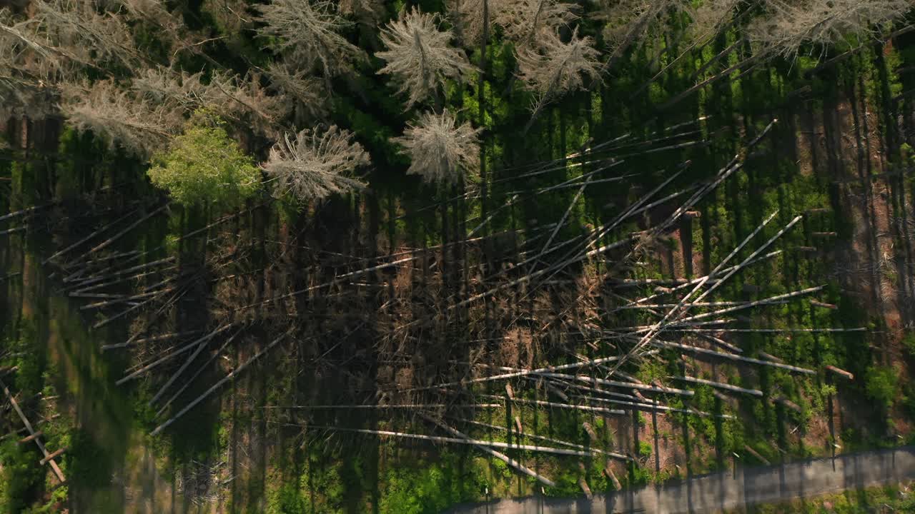 체코 시골에서  ⁇ 질  ⁇ 정벌레 재난으로 인해 쓰러진 나무와 죽은 건조한 나무 숲을 건너가는 드론