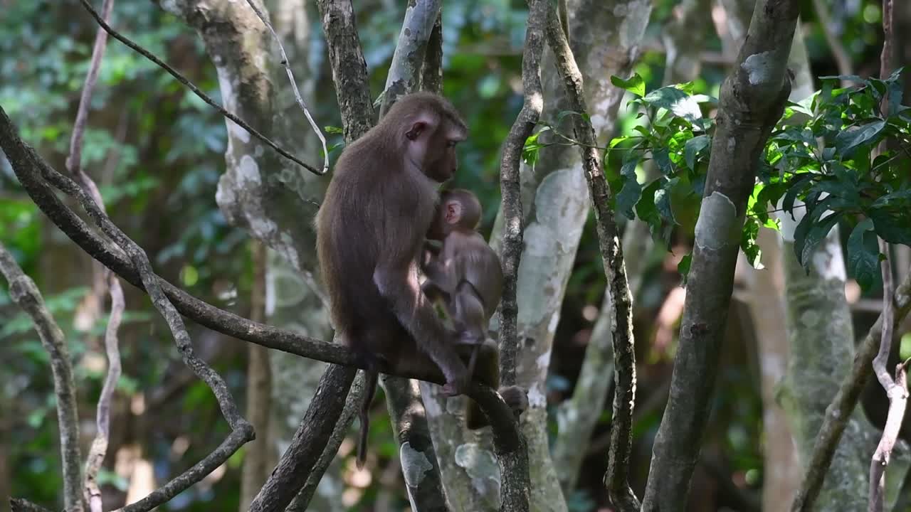 el macaco de cola de cerdo del norte es un primate que se encuentra comúnmente en el parque nacional de khao yai, aunque es una especie vulnerable