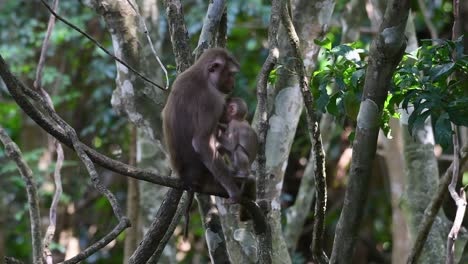 El-Macaco-De-Cola-De-Cerdo-Del-Norte-Es-Un-Primate-Que-Se-Encuentra-Comúnmente-En-El-Parque-Nacional-De-Khao-Yai,-Aunque-Es-Una-Especie-Vulnerable