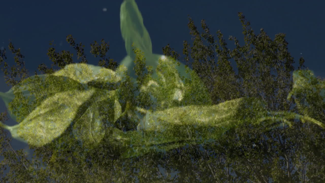 Tree branches with green leaves blending under clear blue sky animation