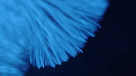 lapso de tiempo de micelio rizomórfico expandiéndose constantemente - psilocybe cyanescens un hongo psicoactivo amante de la madera