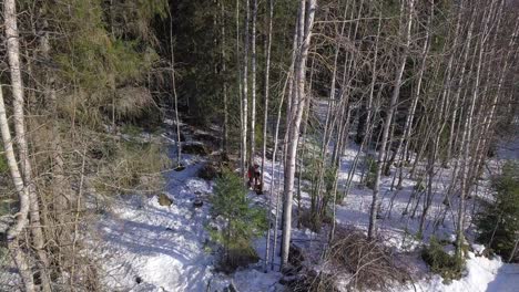 Aerial,-drone-shot,-man-cutting-down-tree-in-snowy-forest,-using-chainsaw-then-pushing-tree,-sunny-winter-day