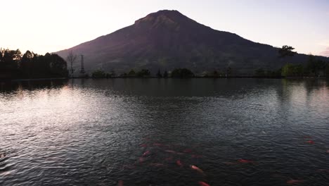 Weite-Luftaufnahme-Des-Sees-Mit-Schwimmenden-Fischen-Und-Vulkan-Im-Hintergrund-Bei-Sonnenaufgang