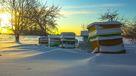 Zeitrafferaufnahme-Von-Verschneiten-Bienenhäusern-Im-Kalten-Winter-Und-Goldenem-Sonnenuntergang-Im-Hintergrund