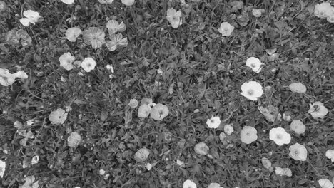 black and white flowers. slow motion