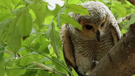Close up of spotted wool owl eating