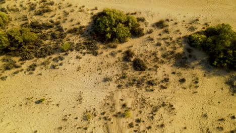 Sandy-Pedras-riverbank-beach-with-dune-bushes-and-trees-in-El-Rompido-Spain,-Aerial-top-down-view
