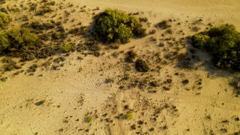 playa de arena de la ribera de pedras con arbustos de dunas y árboles en el rompido españa, vista aérea de arriba hacia abajo