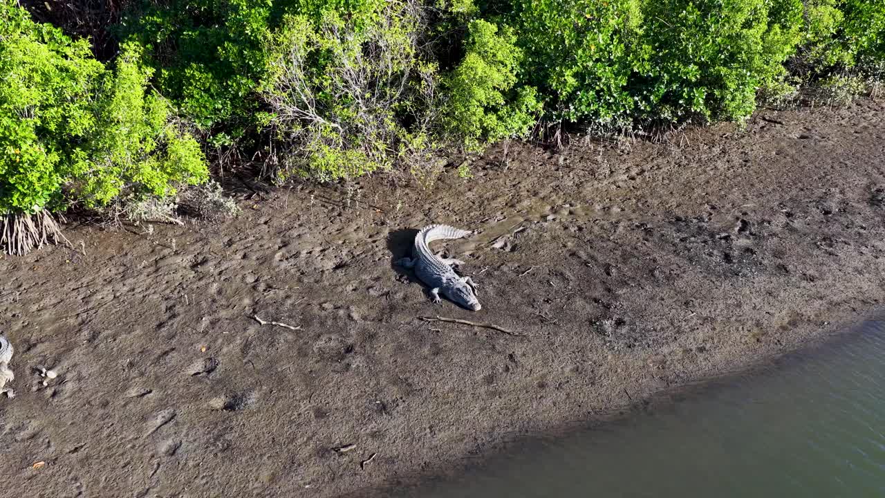 Aerial view of a saltwater crocodile resting on a muddy riverbank surrounded by lush mangroves in bright daylight