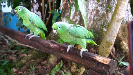 dos loros verdes en una rama con gente tomando fotos de ellos