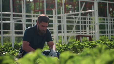young man farmer in greenhouse kneeling among rows working on farm, gloved hands using hand fork to tend plants and loosen soil, sunlight on metal frame