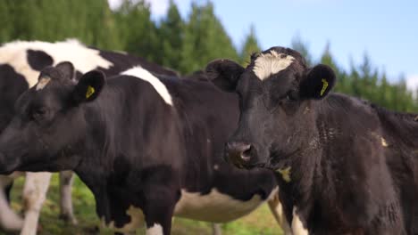 hermosas vacas lecheras holstein hembra en blanco y negro de pie tranquilamente al aire libre