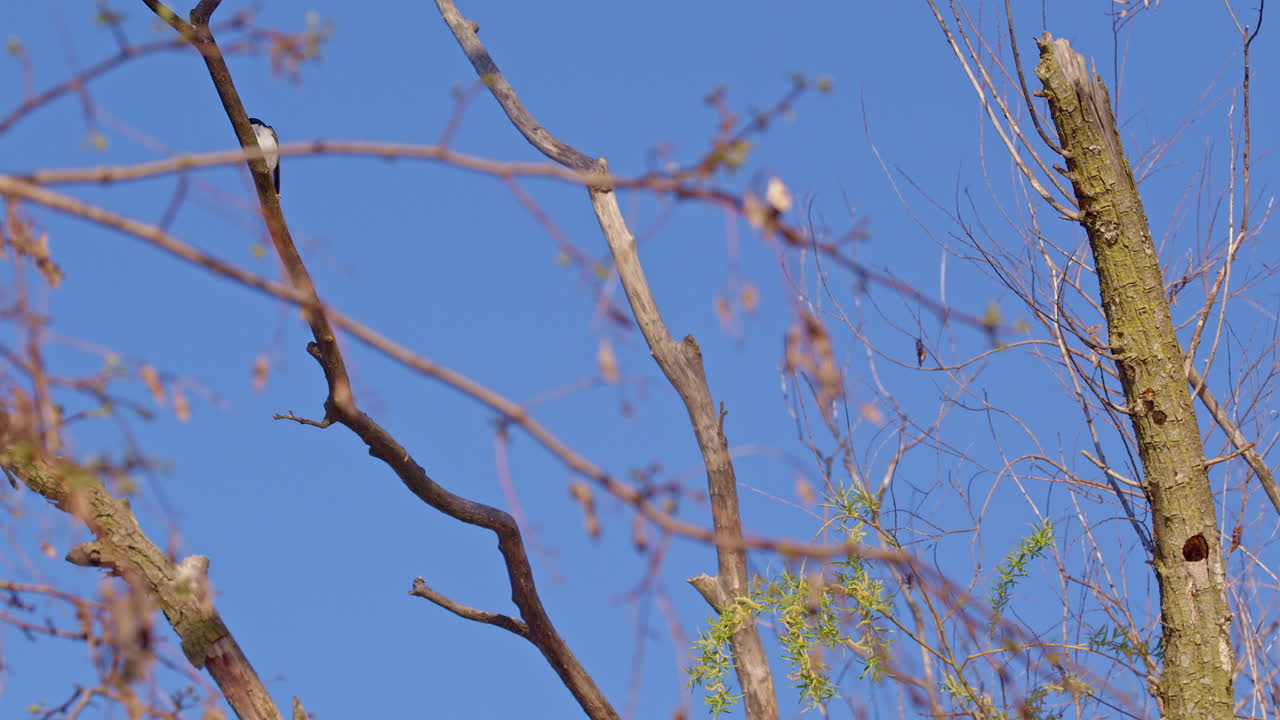 Captivating footage of purple martins gliding and flipping in slow motion on a calm spring day.