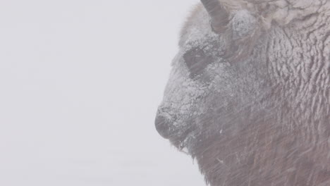 closeup profile on head of european bison standing in heavy snowfall