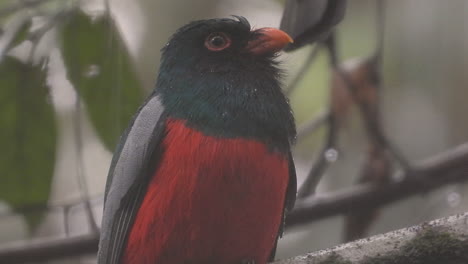 close-up shot of slaty-tailed trogon male under tropical heavy rain, blurred background