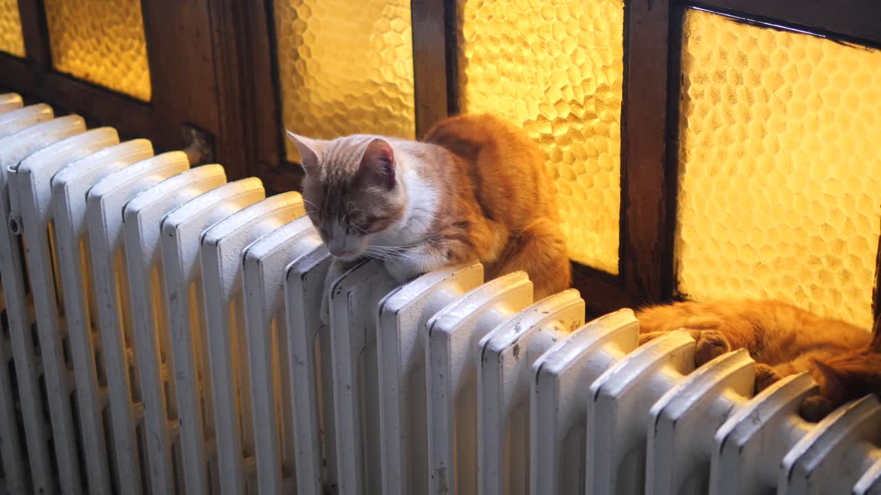 оранжевый кот нагревается на радиаторе