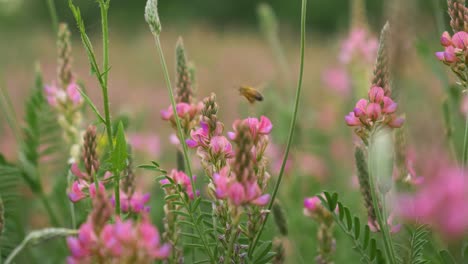 Primer-Plano-De-Abeja-Volando-Entre-Hermosas-Flores-Rosas-En-Cámara-Lenta