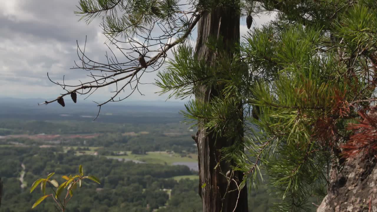 pino soplando en cámara lenta con telón de fondo natural