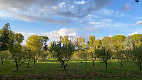 rodando en el jardín del príncipe en una zona dedicada al cultivo de manzanos, son especímenes de tamaño medio, su suelo es verde y hay árboles grandes en el perímetro